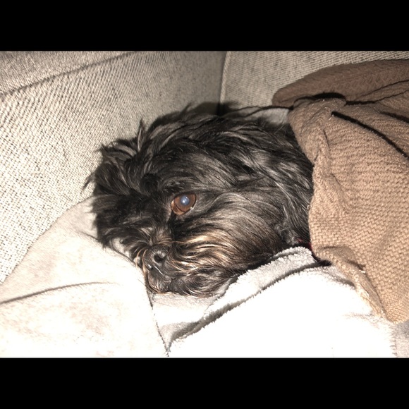 Meet your Posher, Amy - Picture 1 of 1